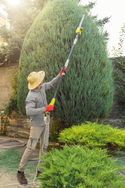 Best Tree Removal Services  in Brigham City, UT